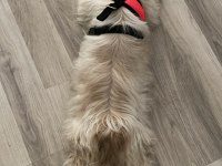 Çok Uysal Çok Akıllı Dişi Shih Tzu