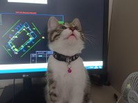 1 YAŞINDA ERKEK TEKİR KEDİMİZE YUVA ARIYORUZ.