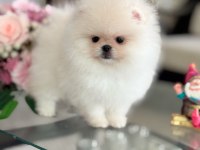 MİNİ BOY AYICIK POMERANİAN