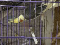 Yavru erkek sultan papağanı üst kalite 3000