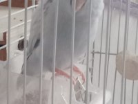 Buz Mavisi Renginde Damızlık Erkek Forpus
