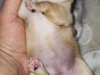 Orijinal elma kafa chihuahua yavruları bir dişi bir erkek