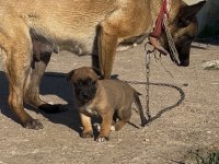 ERKEK BELÇİKA MALİNOİS YAVRUMUZ