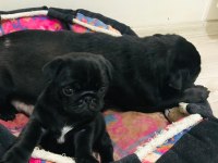 Safkan orjinal siyah pug yavruları