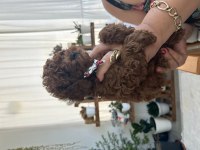 Erkek bebek toy poodle