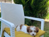 4 aylık maltipoo