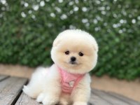 Mini Boy Pomeranian Boo Yavrularımız