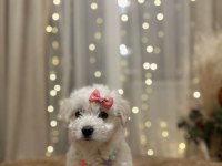 Yavru terrier pamuk gibi bir dişi