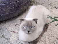 BRİTİSH BLUEPOİNT SAHİPSİZ 1 YAŞINDA GALIBA KEDİMİZ