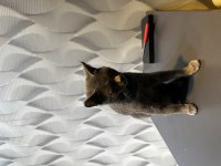 Yaklaşık 1 yaşında dişi british shorthair