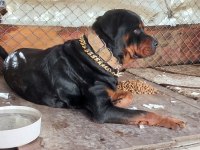 Safkan Erkek Üst Düzey Alan Koruma Rottweiler