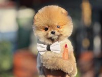 Orange Renk Pomeranian Boo