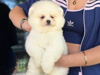 SHOW KALİTE ERKEK POMERANİAN BOO
