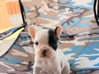 Standart French Bulldog Bal Bebekler
