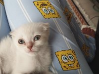 Dişi ve erkek son scottish fold yavrular
