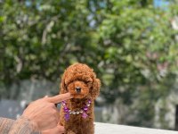 Tatlı Poodle Yavrular