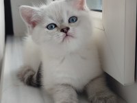 A Kalite British Shorthair Dişi Yavru
