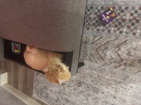 Kısır Erkek Longhair Aşılı ve Tüm Eşyalarıyla