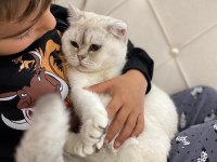 British shorthair fistana yuva arıyoruz