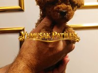 Sevimli Irk Toy Poodle