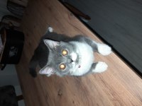 Sakin british shorthair kedimiz