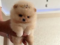 Teacup Prenses Mini Boy Pomeranian