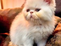 GÜZEL İRAN KEDİSİ YAVRULARIMIZ YENİ AİLESİNİ BEKLİYOR