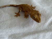 CRESTED GECKO - HER ŞEYİ İLE BİRLİKTE