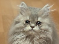 British Longhair 3 Aylık Tuvalet Eğitimi Var