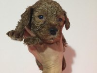 TOY POODLE BEBEKLER