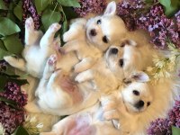 Sevimli Chihuahua Yavru