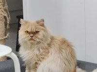 6 Yaşında Dişi Scottish Fold ve Erkek İran Kedisi