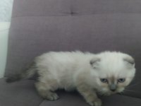 BRİTİSH VE SCOTTİSH YAVRULAR