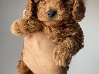 Toy poodle yavrularımız yeni yuvalarını arıyor