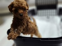 Micro teacup toy poodle yavrular teslime hazır ev ortamı