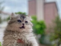 Scottish fold blue tabby longhair yavrularımız