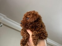 RED BROWN POODLE YAVRULARIMIZ YENİ YUVASINI ARIYOR