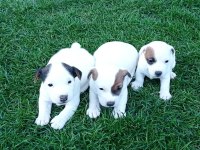 Enerji küpü Jack Russell bebekler