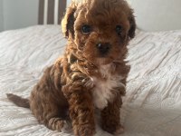 A Kalite Particolor Poodle