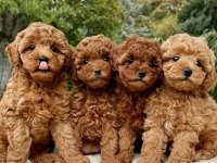 MALTESE YAVRULAR MALTİPO VE TOY POODLE YAVRULAR ANK