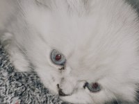 British blue point longhair 2 aylık yavrumuz