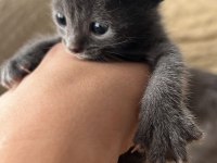 scottish fold