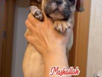 Son erkek french bulldog