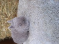Hollanda Cücesi Tavşan Netherland Dwarf