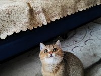 Golden british shorthair