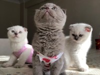 2 Aylığını Doldurmuş Scottish Fold, Blue Point Yavrular