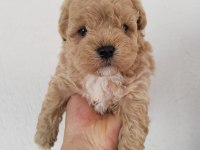Küt Burun A Kalite Maltipoo Bebekler