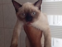 4 aylık scottish fold