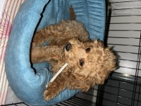 3 AYLIK YAVRU TOY POODLE