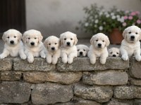 Dişi Erkek Golden Retriever Kapıda Ödemeli Güvenli Sistem